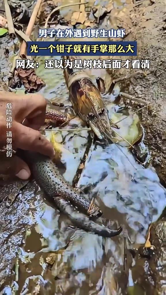 男子遇野生山蝦，單鉗竟有手掌大小
