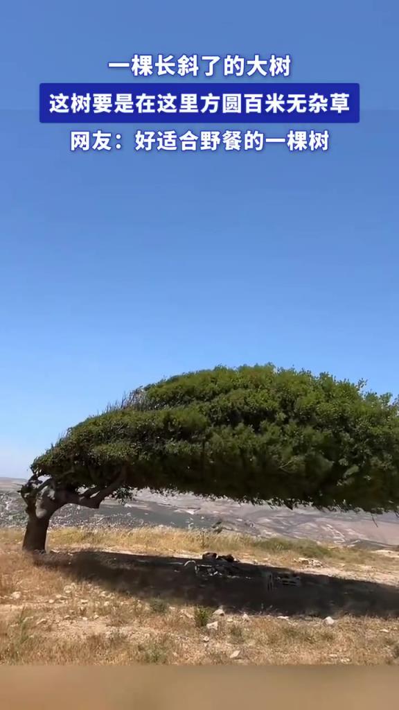 大樹長斜方圓百米無雜草，生態(tài)奇觀引猜測(cè)