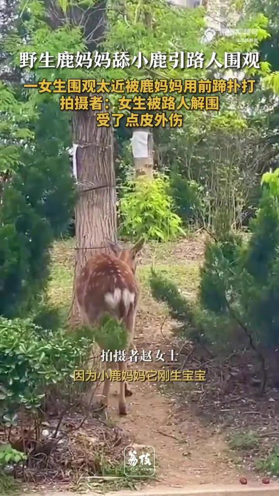女生圍觀母鹿舔犢遭瘋狂撲打