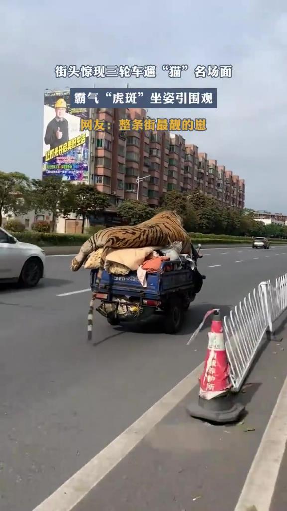 街頭驚現(xiàn)三輪車遛“貓”名場面，霸氣“虎斑”坐姿引圍觀！
