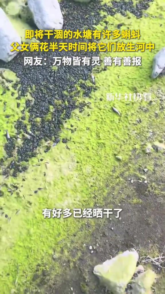 即將干涸的水塘有許多蝌蚪，父女倆花半天時間將它們放生河中