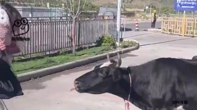 牛：里面有没有牛肉我还吃不出来吗？
