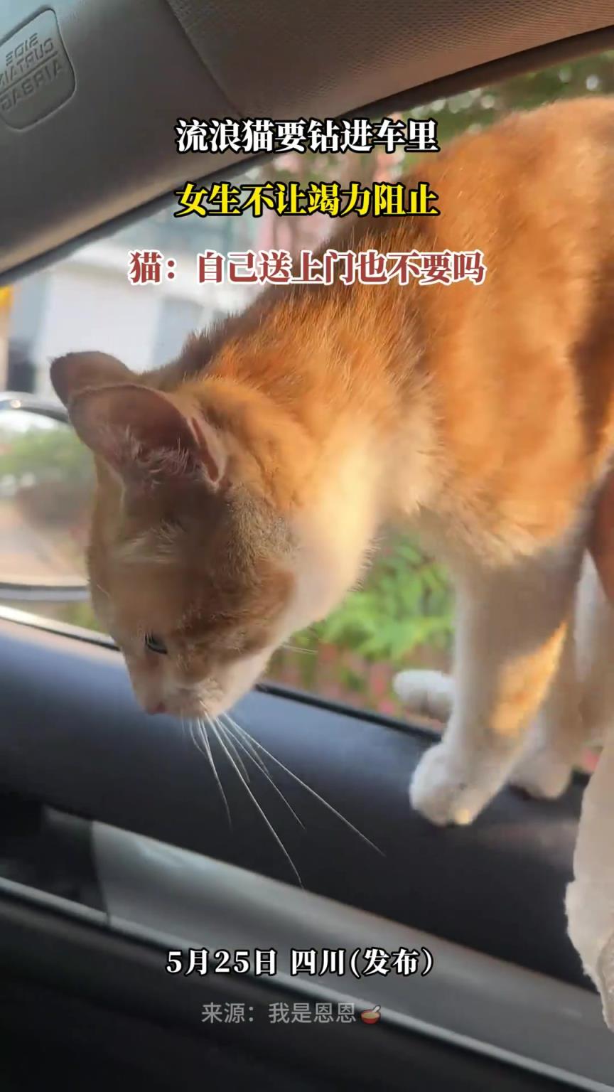 流浪貓要鉆進(jìn)車?yán)?，女生不讓竭力阻止，貓：自己送上門也不要嗎