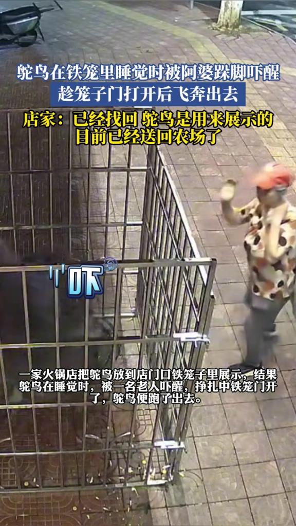 鴕鳥(niǎo)在鐵籠里睡覺(jué)時(shí)被阿婆跺腳嚇醒，趁籠子門(mén)打開(kāi)后飛奔出去