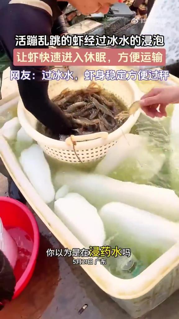 冰水浸泡致虾 “休眠”，网友：冷链运输中的 “保鲜黑科技”