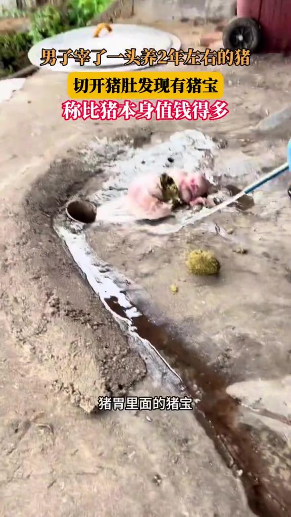 男子宰猪发现猪宝，称其价值远超生猪本身