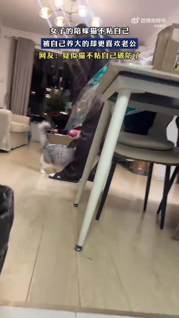 女子陪嫁猫不粘自己反亲老公，吃醋吐槽