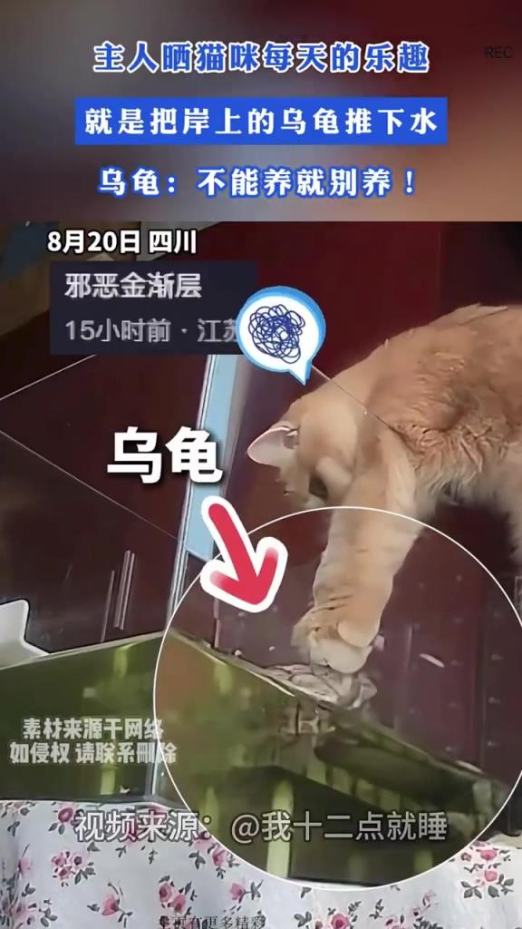 主人曬貓咪每天的樂趣