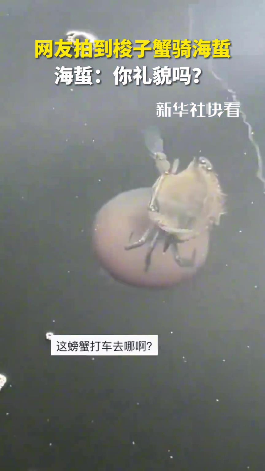 网友拍到梭子蟹骑海蜇，海蜇：你礼貌吗？