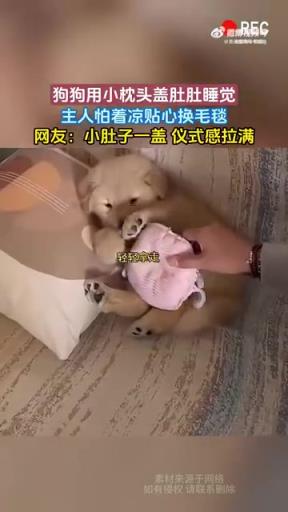 狗狗枕枕头盖肚睡觉，主人换毛毯网友：仪式感十足