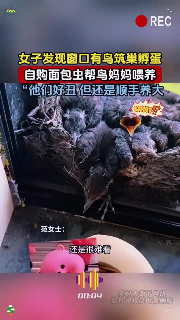 女子發(fā)現(xiàn)窗口有鳥筑巢孵蛋