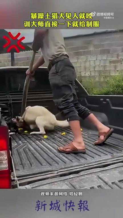 暴躁土獵犬見人就咬，訓犬大師一招制服！