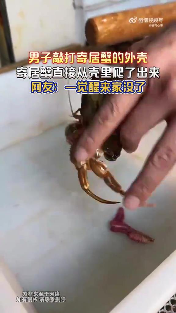 男子敲打寄居蟹的外壳，寄居蟹直接从壳里爬了出来！