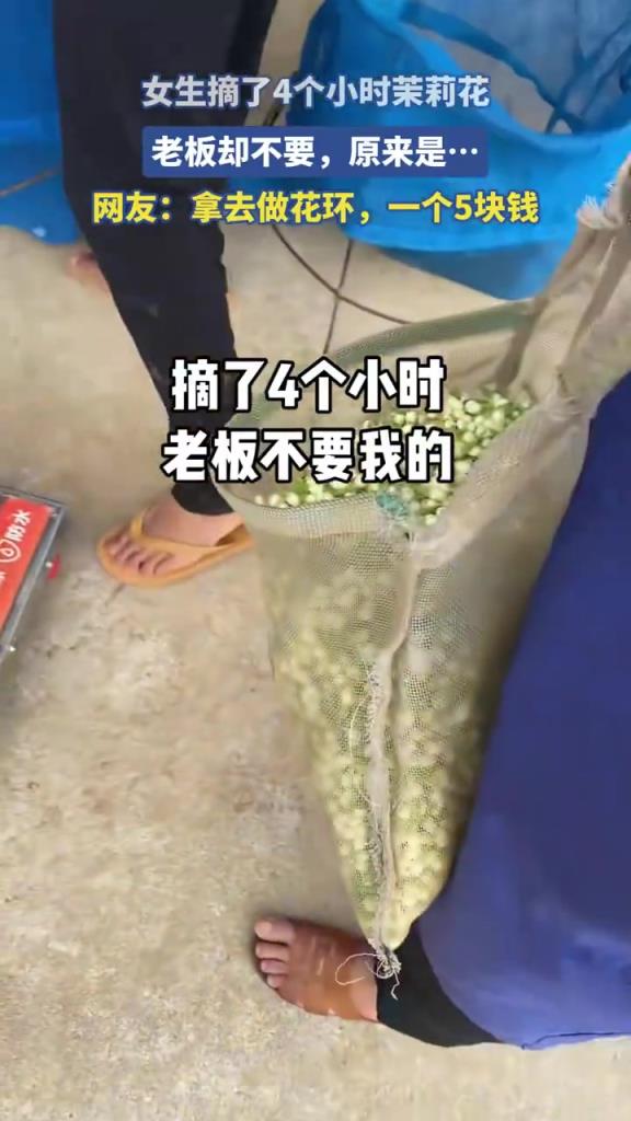 女生摘了4个小时茉莉花，老板却不要，原来是..