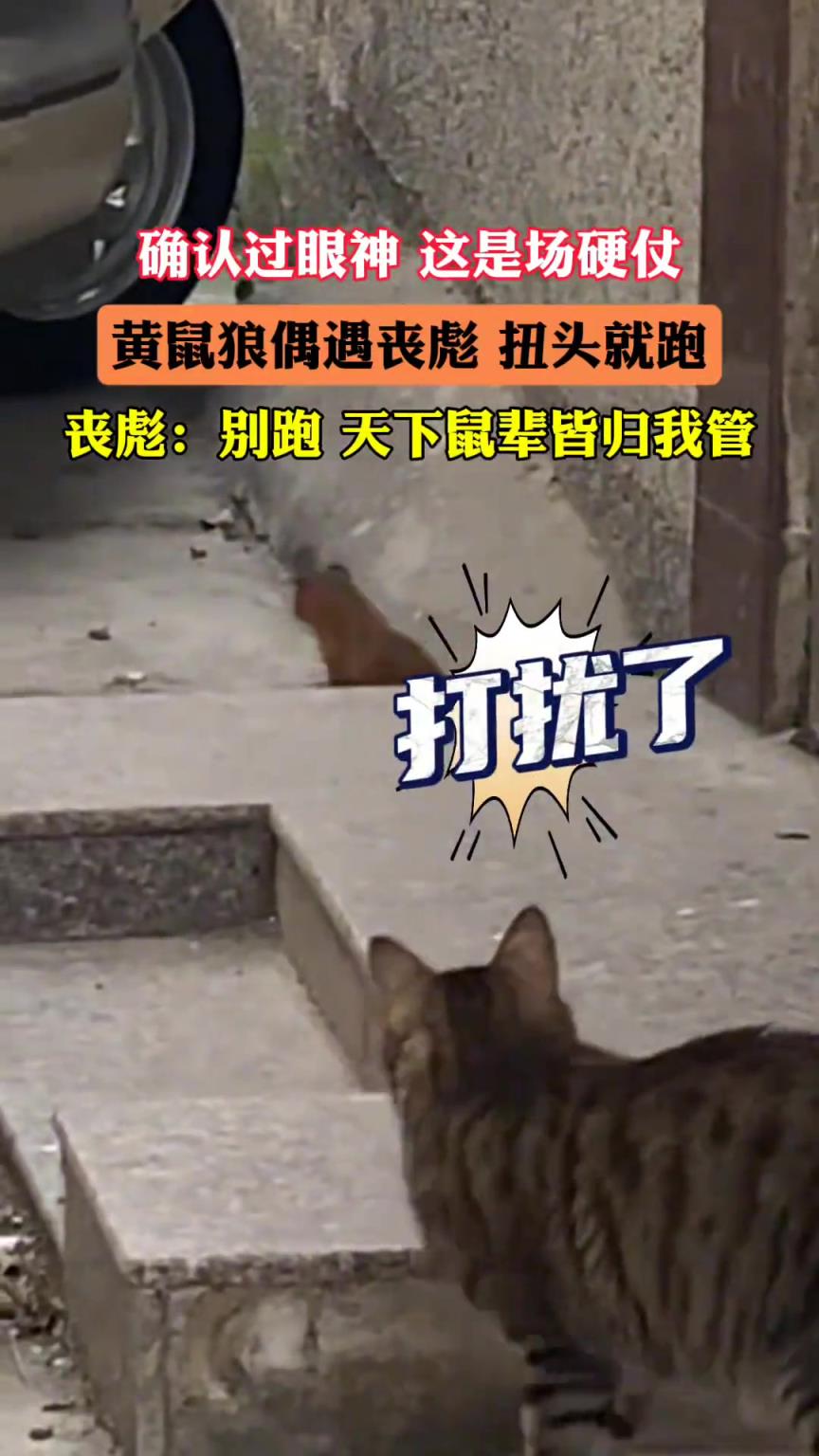 当黄鼠狼偶遇丧彪，吓得扭头就跑，个头大还是占优势！