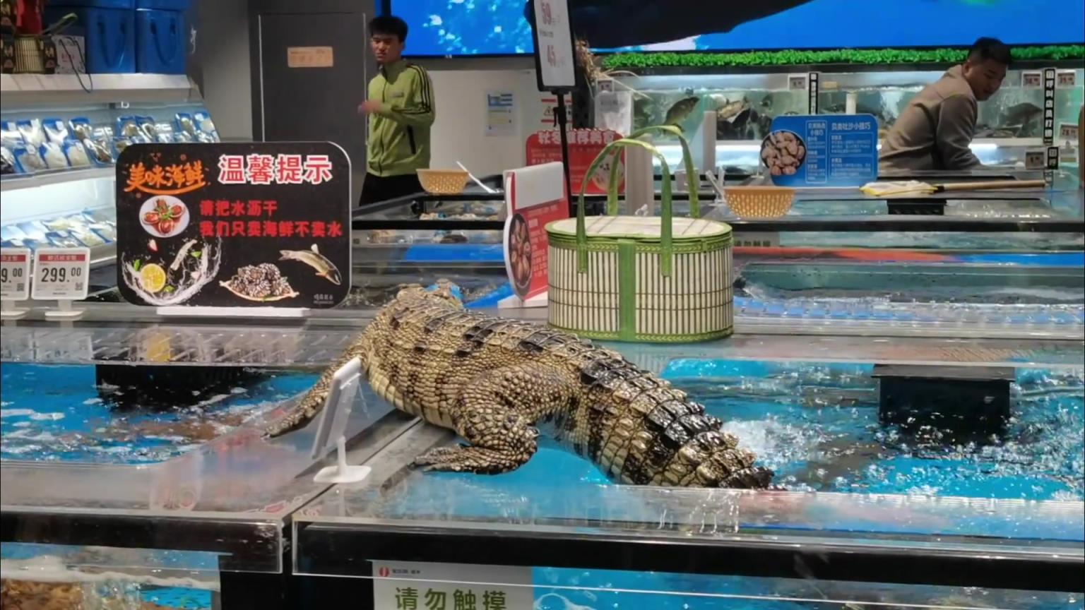 這么大一條鱷魚在生鮮超市“越獄”，給人嚇壞了