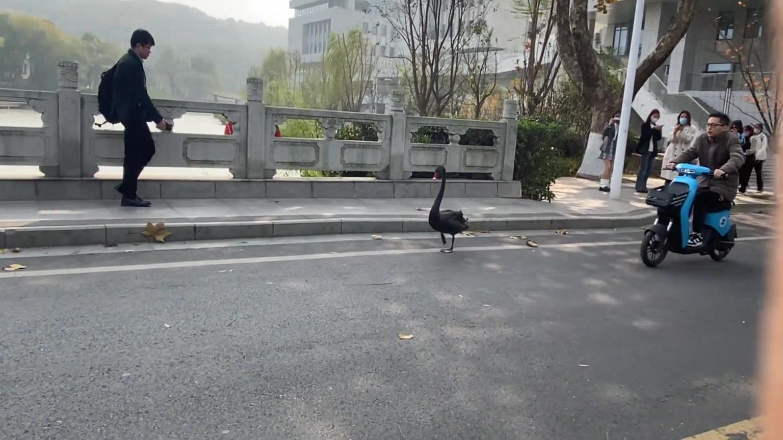 天鵝湖的黑天鵝 跑到橋上來散步...