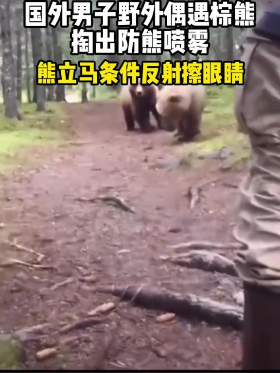 國外男子野外偶遇棕熊，掏出防熊噴霧，熊立馬條件反射擦眼睛！