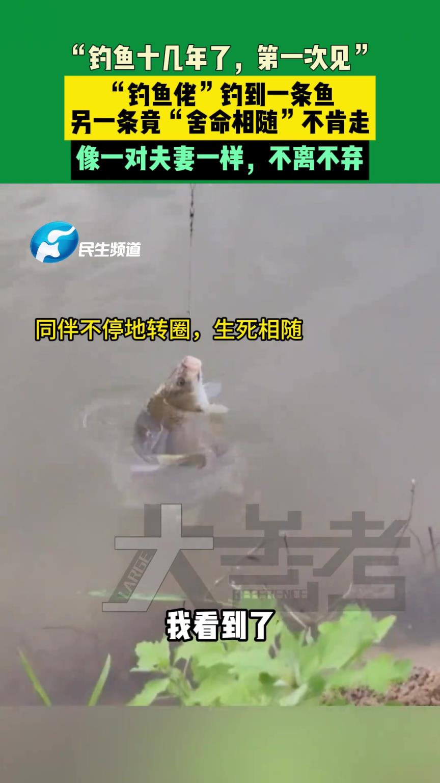 “釣魚佬”釣到一條魚，另一條竟“舍命相隨”不肯走