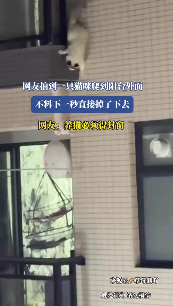 網(wǎng)友拍到一只貓咪爬到陽臺外面，不料下一秒直接掉了下去