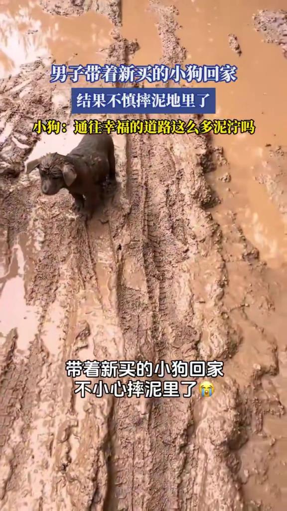 男子带着新买的小狗回家，结果不慎摔泥地里了