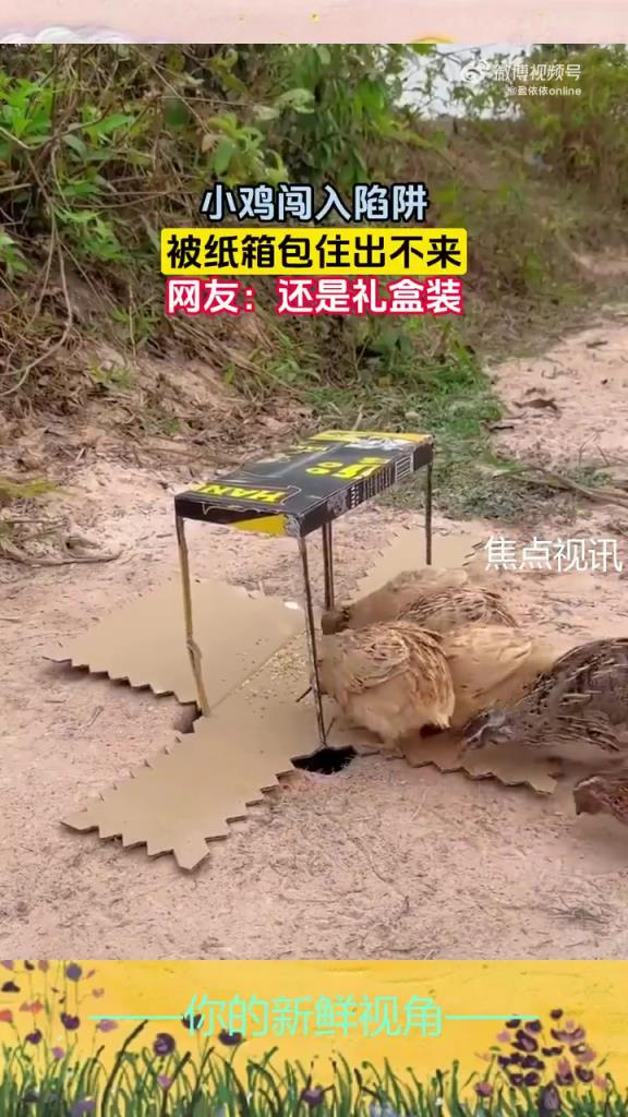 小雞闖入陷阱，被紙箱包住出不來(lái)，網(wǎng)友：還是禮盒裝～