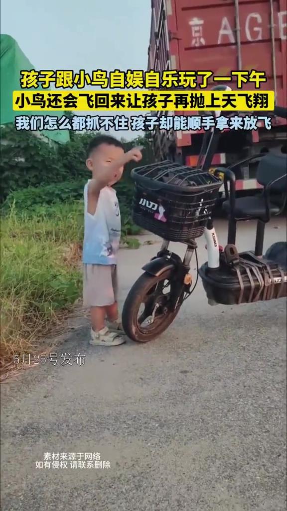 孩子跟小鸟自娱自乐玩了一下午 小鸟会飞回来让孩子再抛上天飞翔