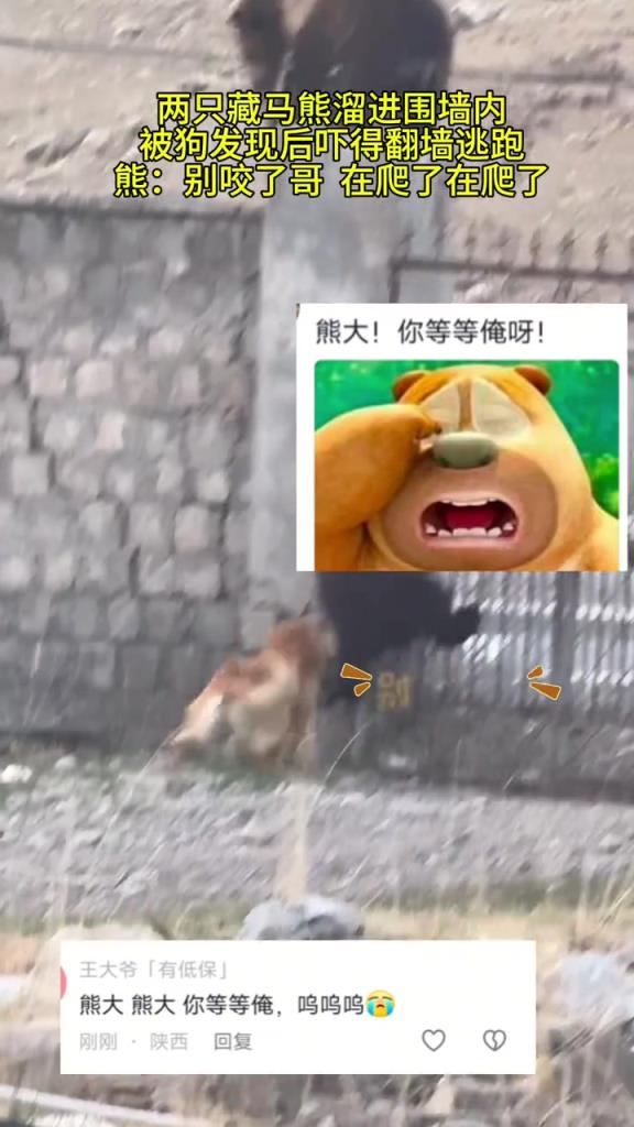 兩只藏馬熊溜進(jìn)圍墻內(nèi)，被狗發(fā)現(xiàn)后嚇得翻墻逃跑