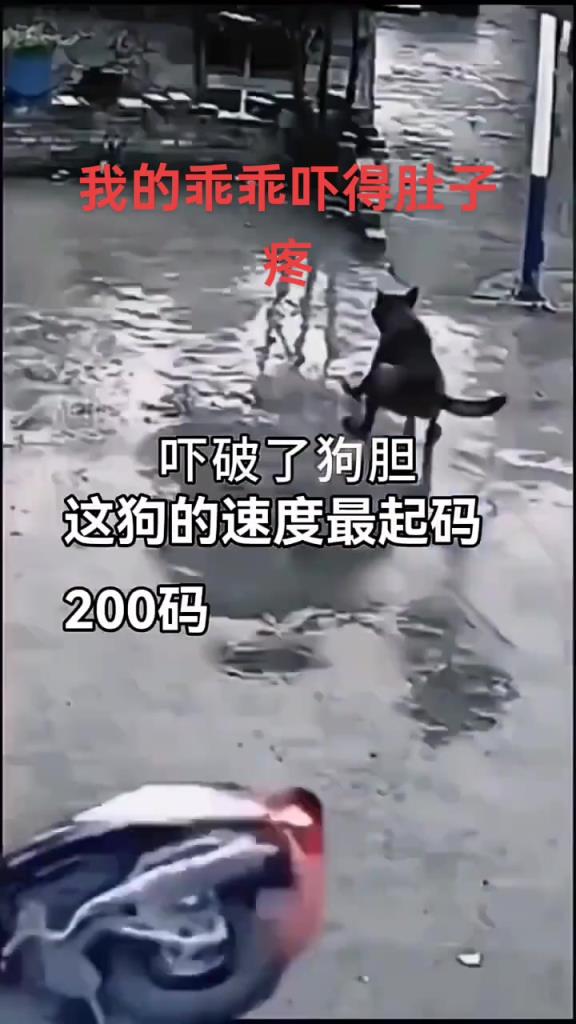 這只狗剎車的時候到底有多絕望