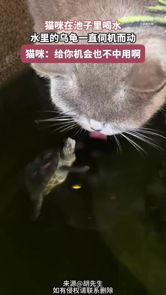 猫咪喝水遭乌龟 “觊觎”，喵星人：机会给了，你不行