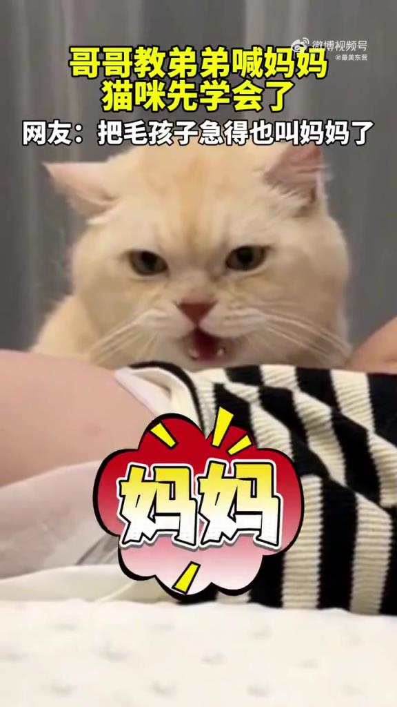 哥哥教弟喊妈猫咪抢镜，网友：猫比人学得快