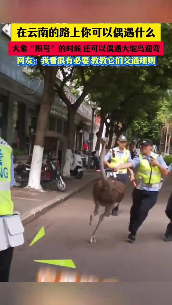 在云南的路上你可以偶遇什么