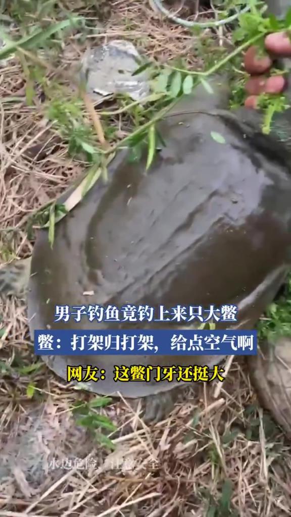 男子釣魚竟釣上來只大鱉，鱉：打架歸打架，給點(diǎn)空氣?。? title=