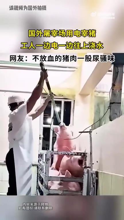 國外屠宰場用電宰豬，工人操作時邊電邊澆水
