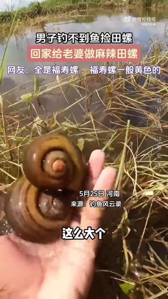 男子釣不到魚撿田螺，回家給老婆做麻辣田螺！