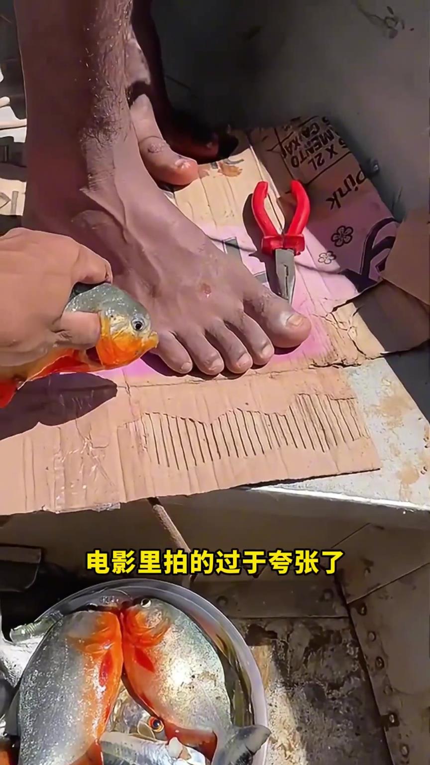 食人魚會吃人嗎？