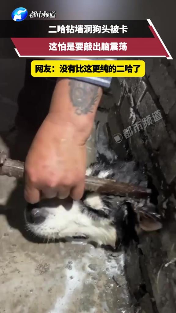 二哈鉆墻洞狗頭被卡，這怕是要敲出腦震蕩，沒有比這更純的二哈了