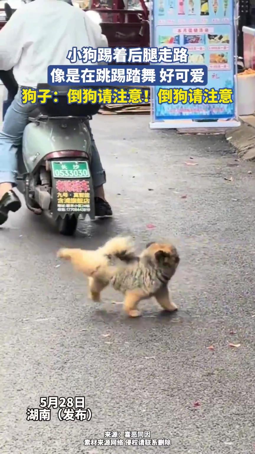 小狗踢著后腿走路，像是在跳踢踏舞 好可愛