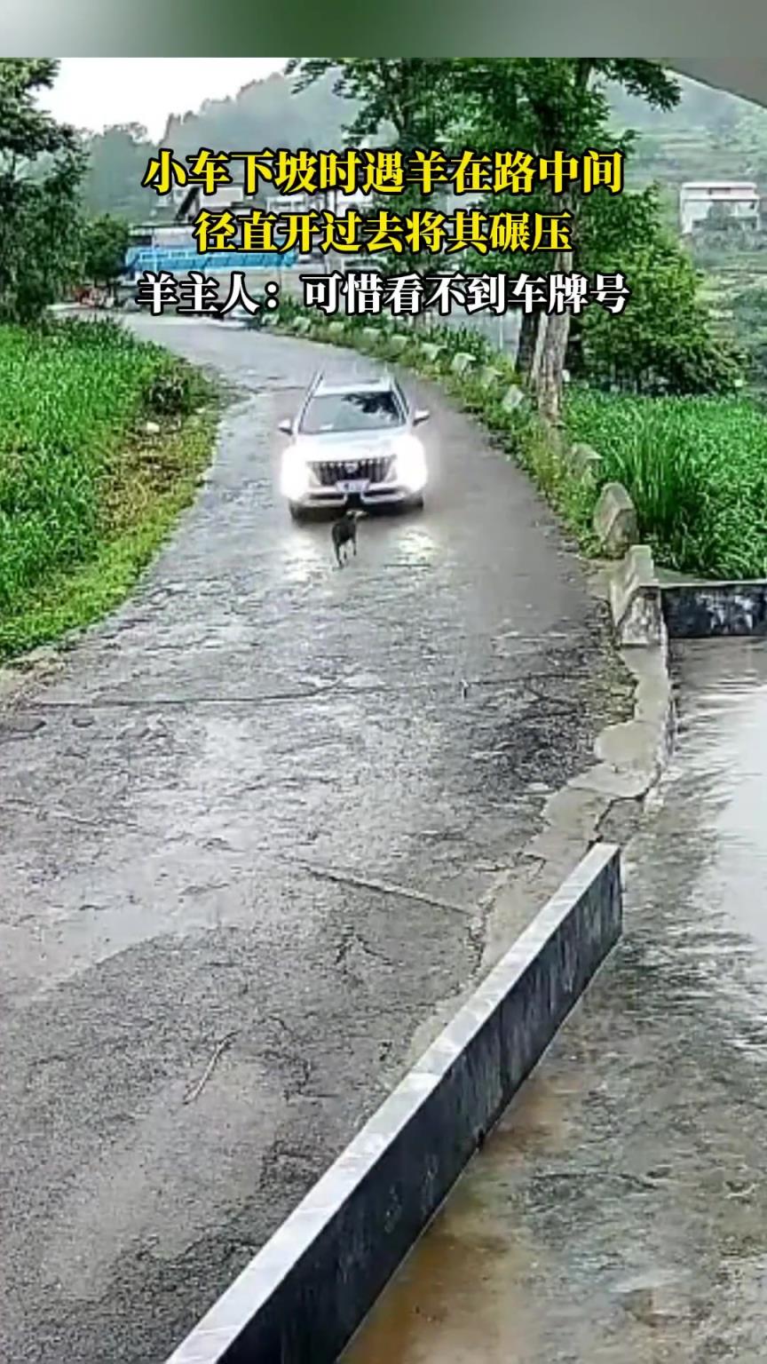 小車下坡時遇羊在路中間，徑直開過去將其碾壓！！！