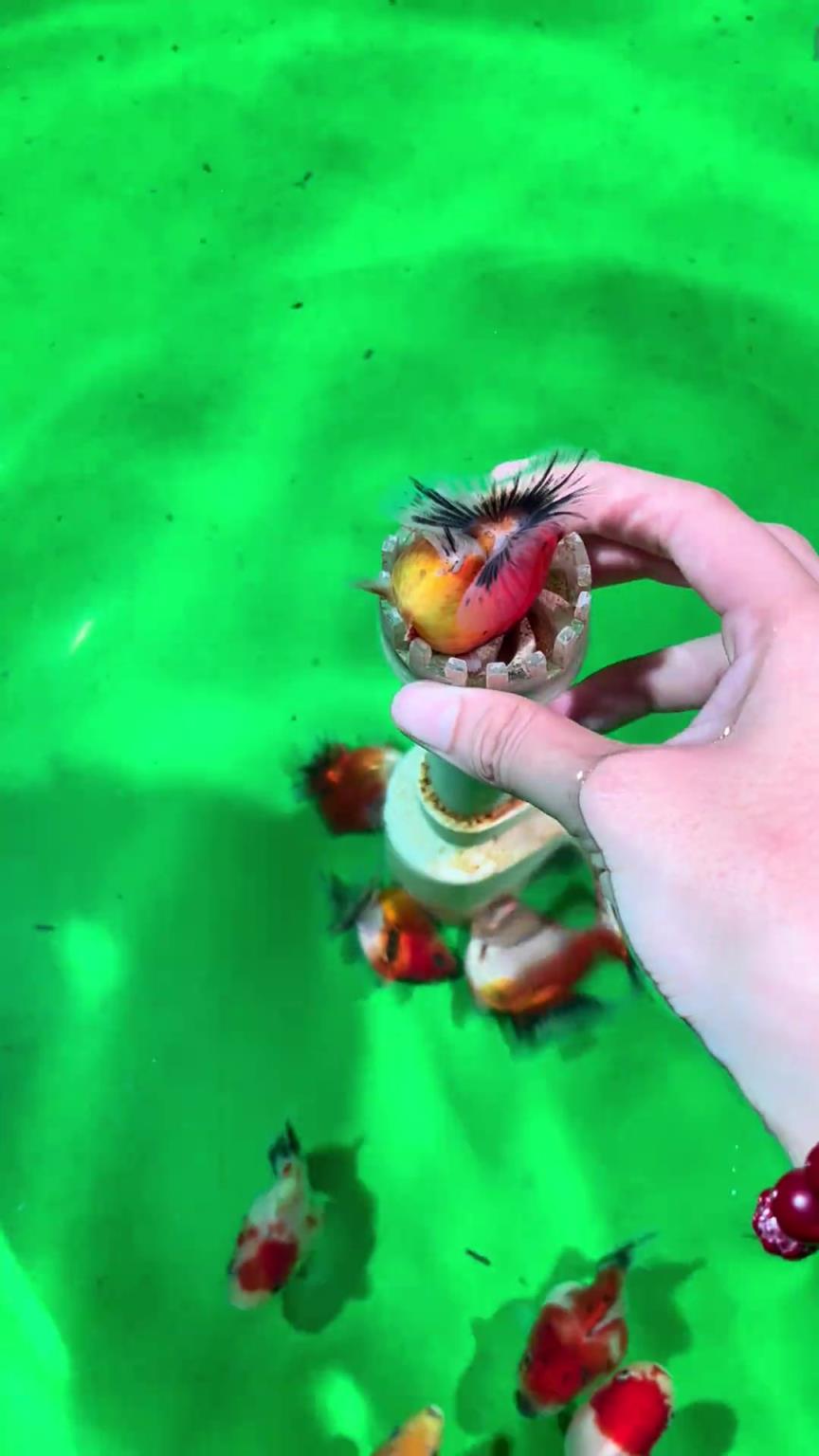 有臥龍的地方必有臥雛，魚：活著就行