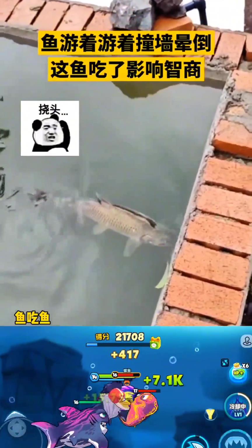 鱼游着游着撞墙晕倒