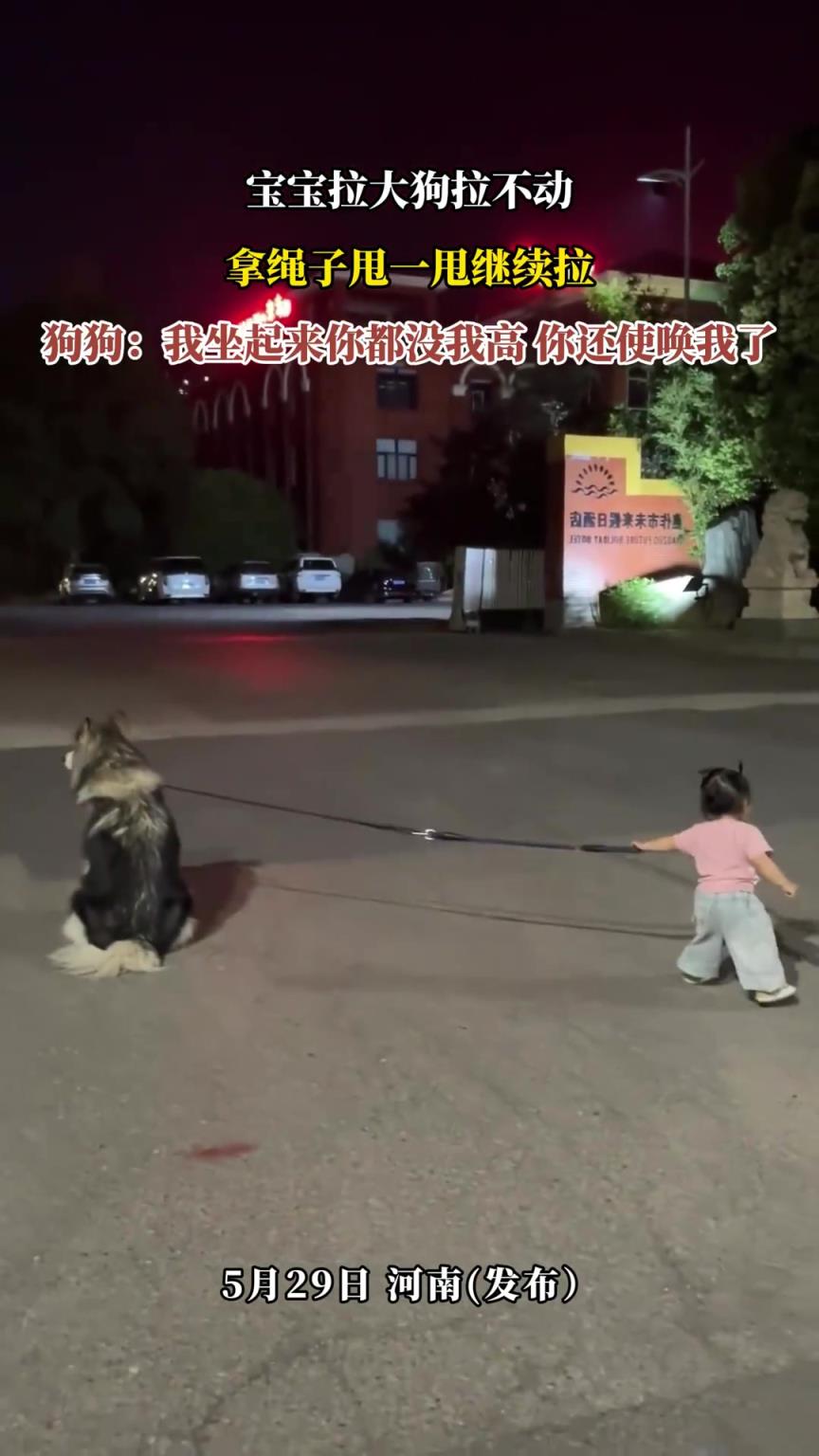 宝宝拉大狗拉不动，拿绳子甩一甩继续拉