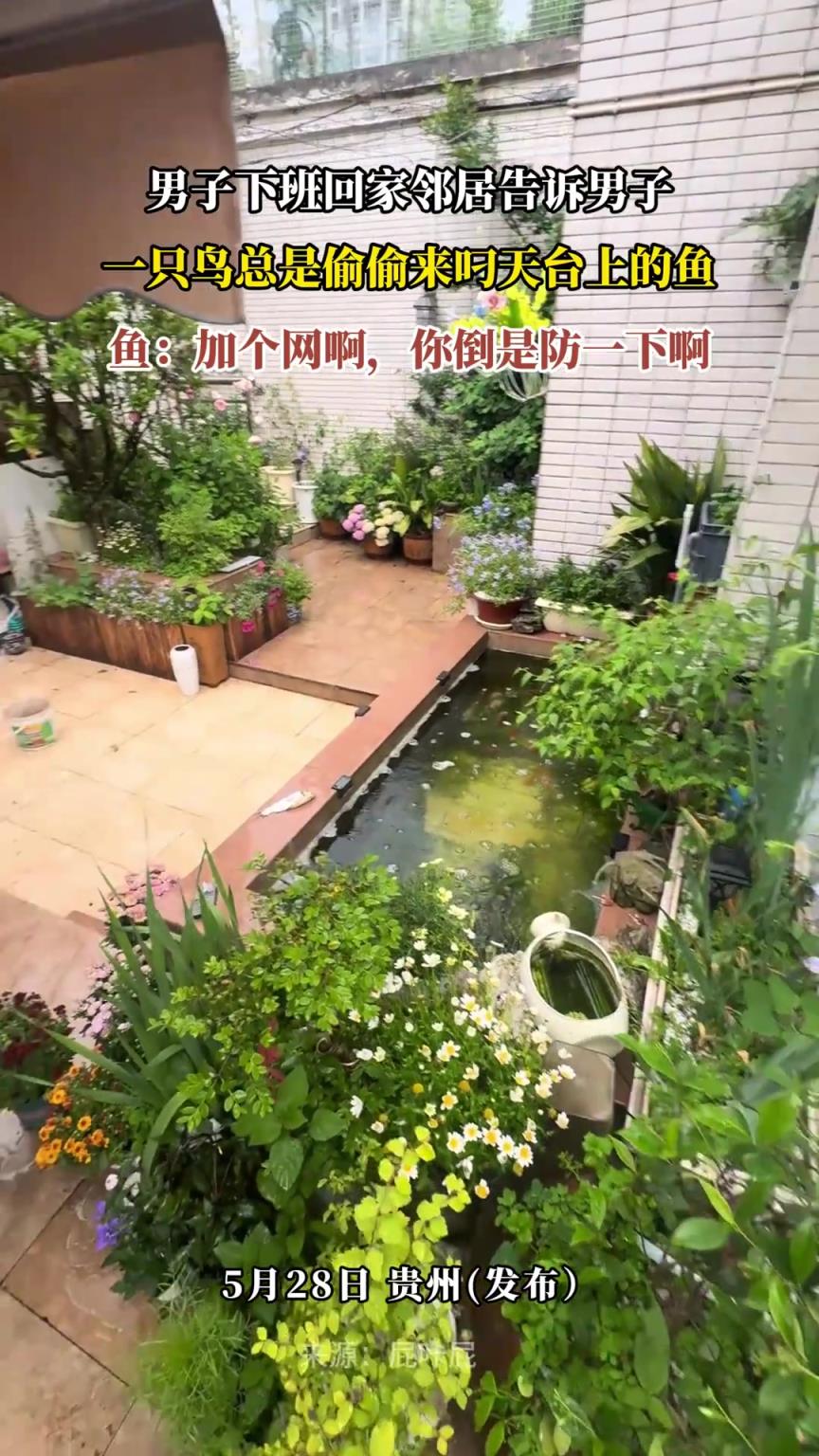男子下班回家邻居告诉男子，一只鸟总是偷偷来叼天台上的鱼