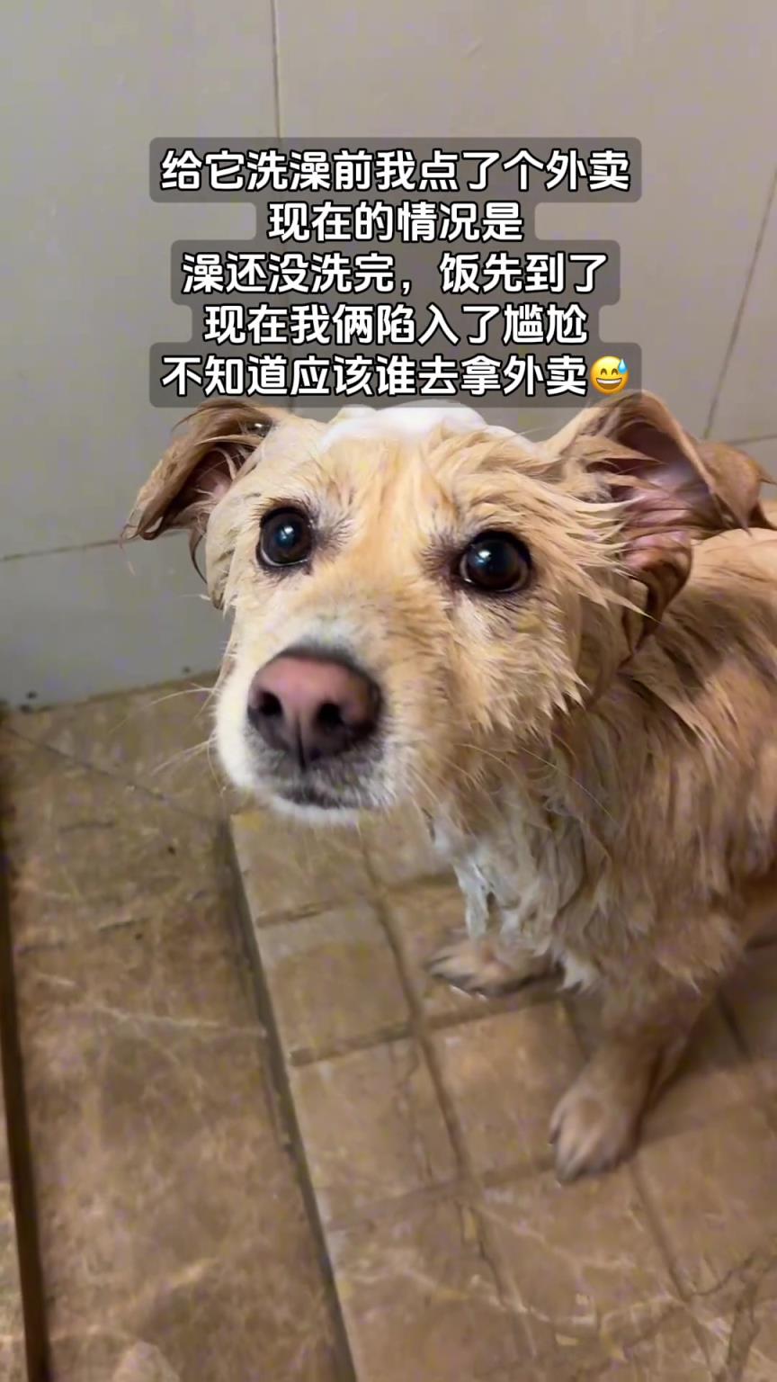 狗：咋滴自己外賣不去拿，還得讓本大爺親自去不成