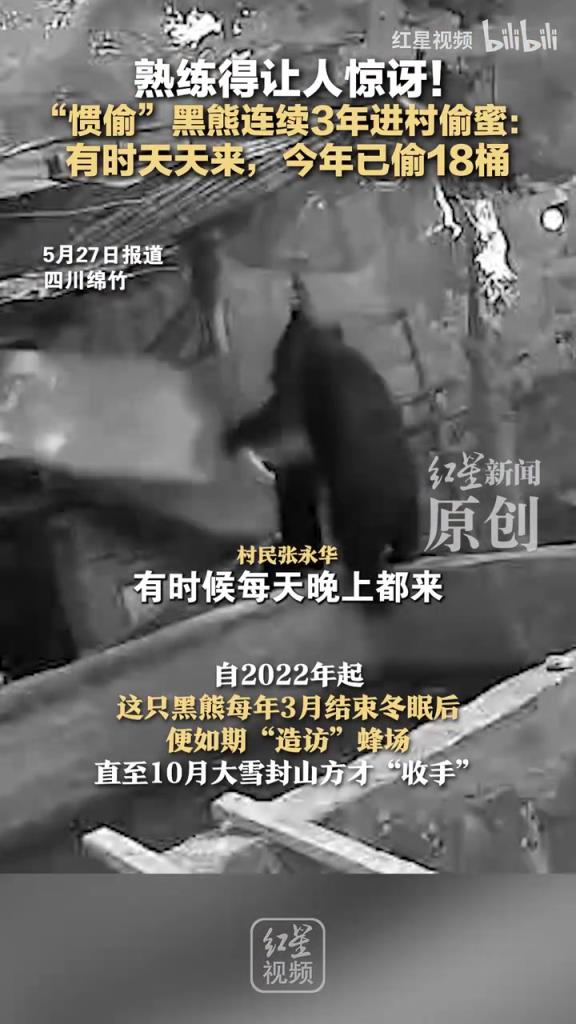 “慣偷”黑熊連續(xù)3年進(jìn)村偷蜜：有時(shí)天天來(lái)，今年已偷18桶