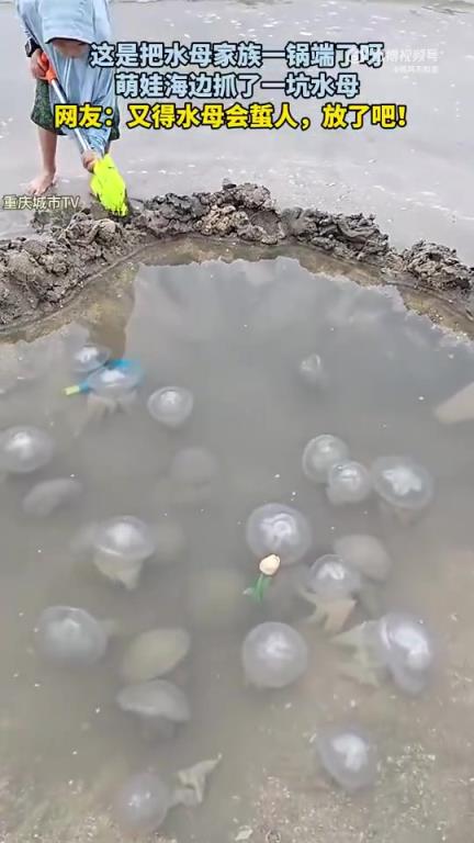 这是把水母家族一锅端了呀