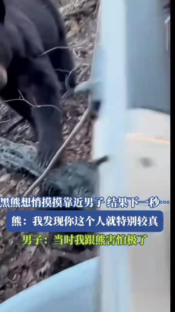 黑熊想悄摸摸靠近男子,结果下一秒...