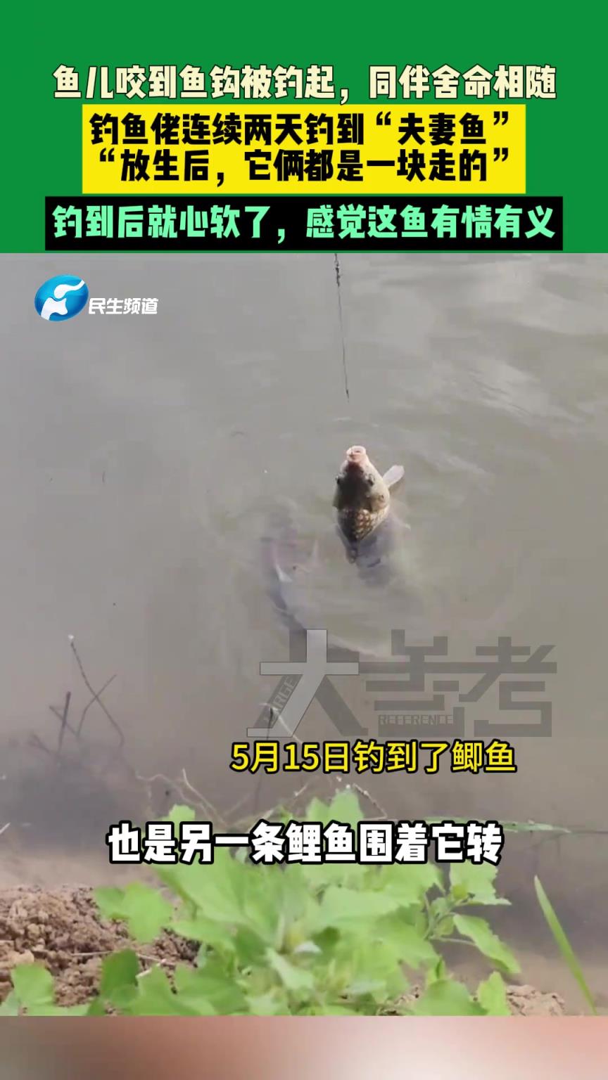 魚兒咬到魚鉤被釣起，同伴舍命相隨。