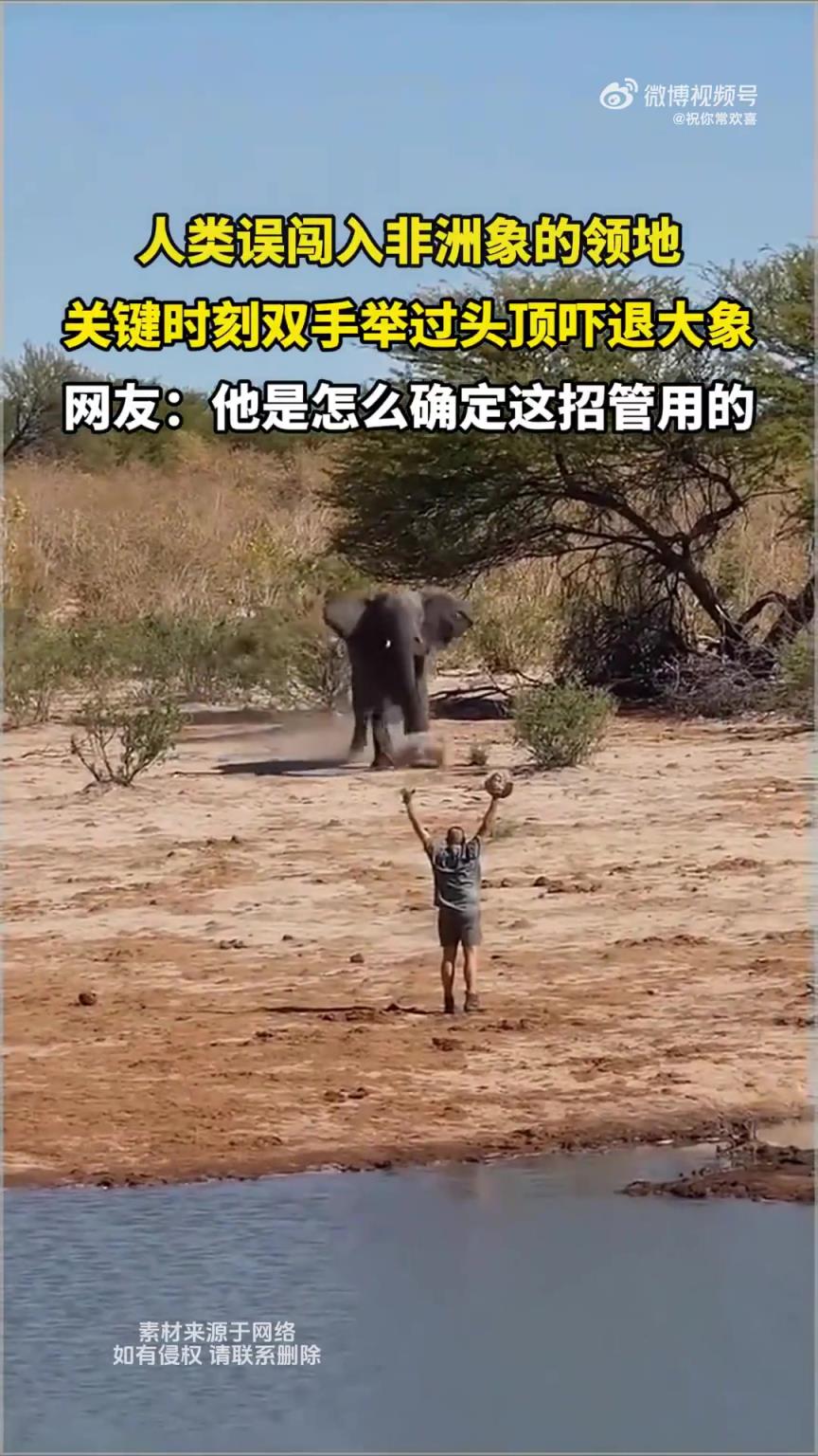 人類誤入非洲象領(lǐng)地，舉雙手關(guān)鍵時(shí)刻嚇退大象