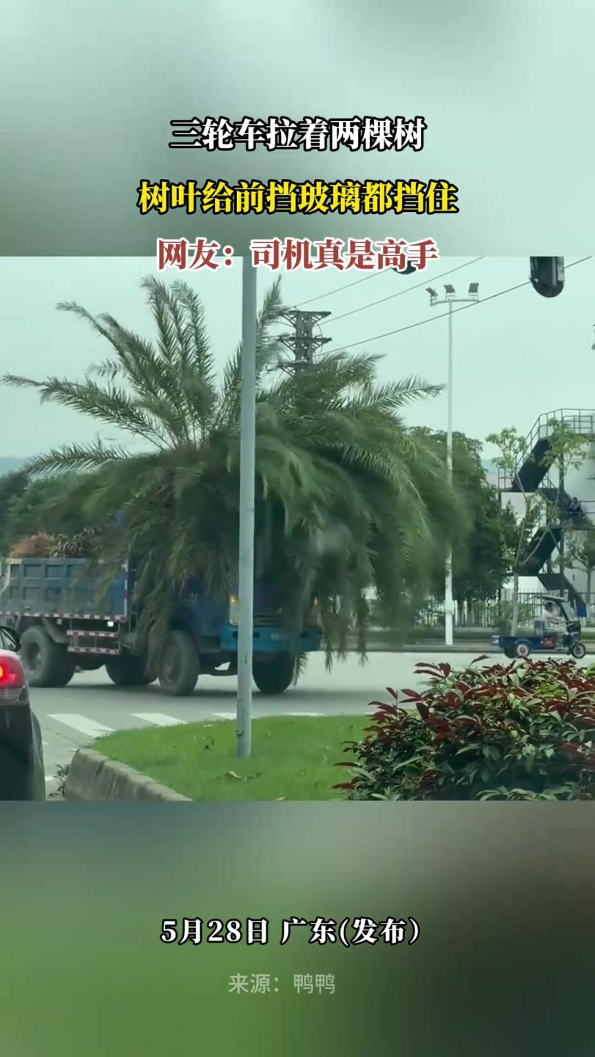 三轮车拉着两棵树，树叶给前挡玻璃都挡住，网友：司机真是高手